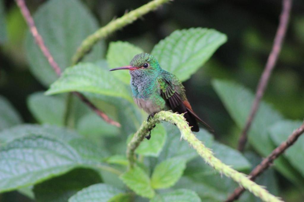 Hotel Vista Del Cerro La Fortuna Eksteriør bilde